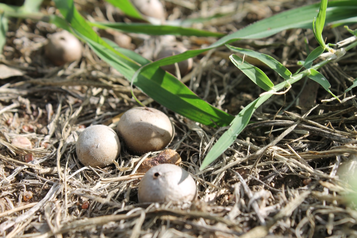 The Art of Making Goat Milk Soap at Home