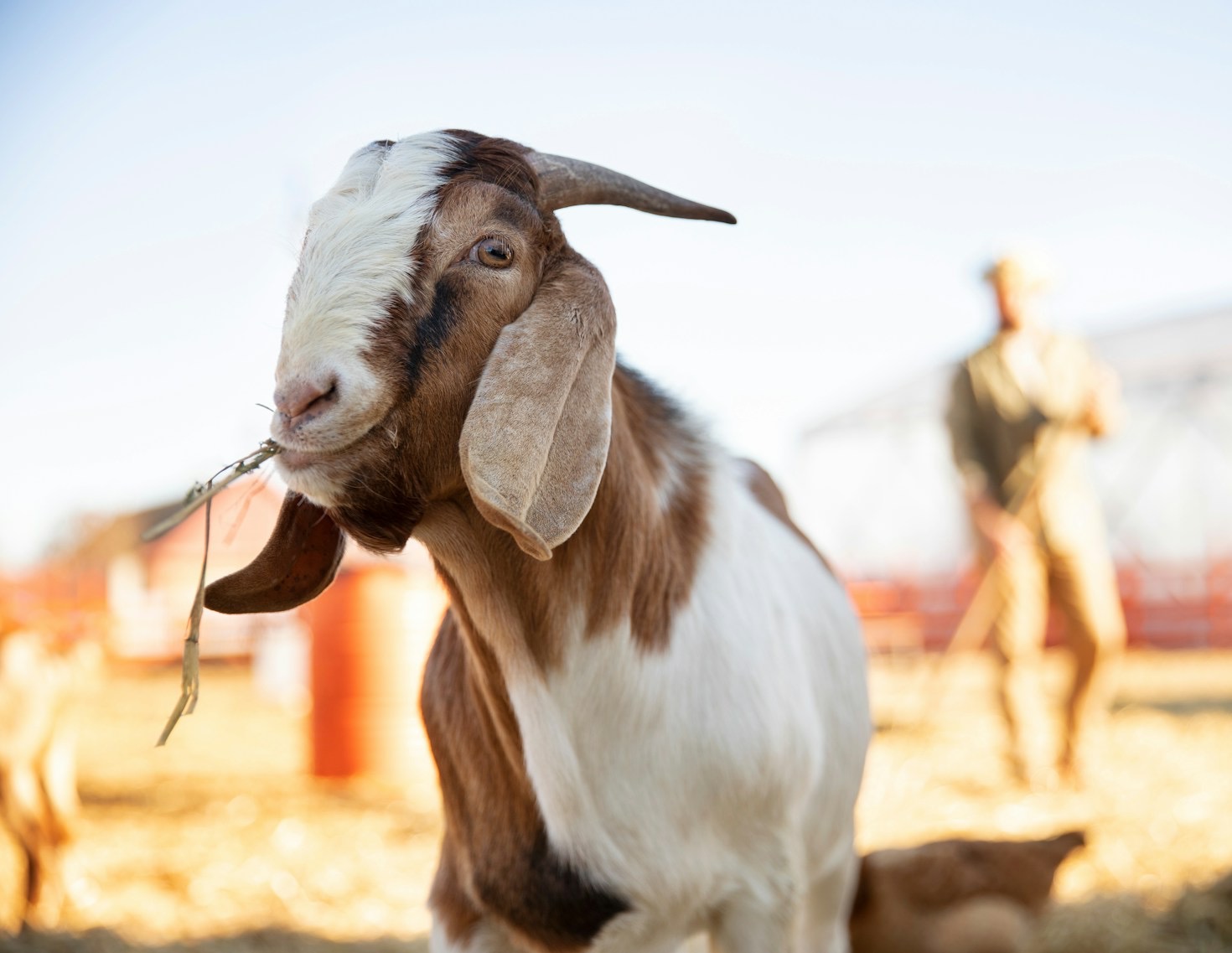 Beeswax Candles: A Tradition Worth Keeping